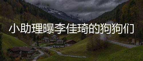 小助们去度假 都的往狗狗海南理曝李佳机返包琦的是坐
